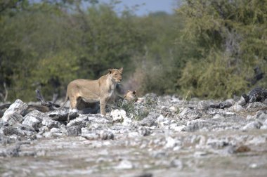 Vahşi bir Afrika aslanı Panthera Leo 'dur.