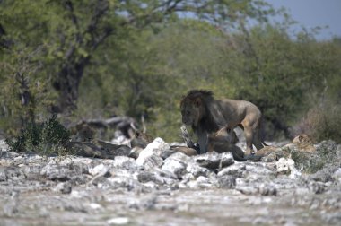 Aslan ın kruger national park, Güney Afrika