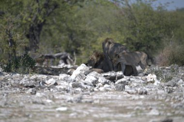 Savanadaki bir grup Afrikalı hayvan