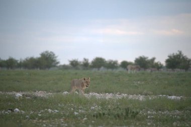 a closeup shot of a lion walking on the grass