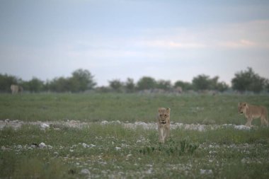 Kenya bozkırında vahşi bir aslan sürüsü.