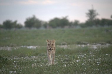 Vahşi aslan çimenlerde yürüyor.