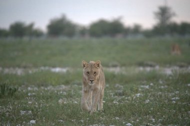 Aslan çimenlerde koşuyor.