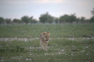 Yeşil çimen tarlasında vahşi bir yavru..