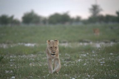 Kenya savanındaki aslan