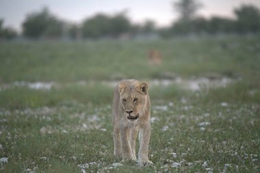 Kenya savanının çimlerindeki aslan.