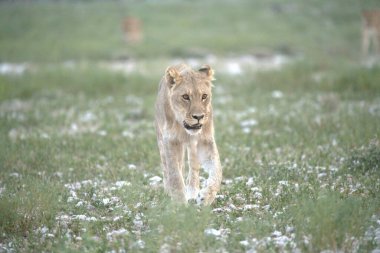 Afrika bozkırında vahşi bir aslan