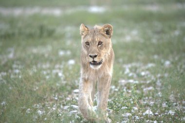 Kenya savanındaki aslan