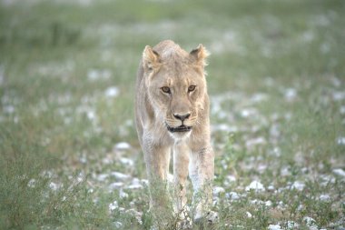 Namibya bozkırında vahşi aslan (panthera leo)