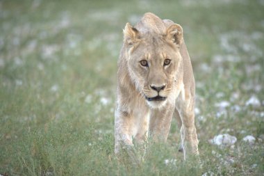 Aslan vahşi Afrika 'da