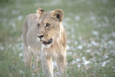 lion in the savannah, south africa