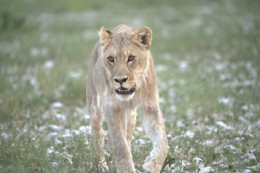 Afrika 'nın bozkırındaki aslan