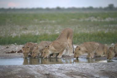 Suda bir grup aslan var..