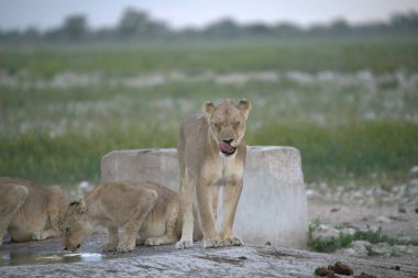 Geniş beyaz yeleli genç bir aslan manzarası.