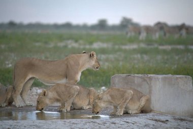 african lion in the water