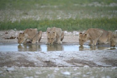 Suda bir grup aslan var.