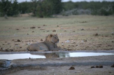 Etoşa, Namibya 'da su içen bir erkek aslan.