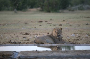 Afrika 'nın bozkırındaki aslan