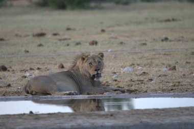 Aslan (panthera leo) su birikintisinde su içmektedir.