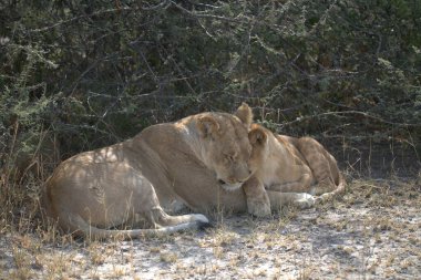 Kenya 'daki savanda aslanlar