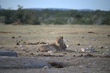 Namibya 'daki Etosha Milli Parkı' nda Aslan