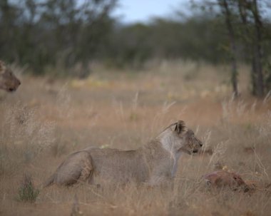 Kenya savanındaki aslan