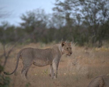 Aslan ın kruger national park, Güney Afrika