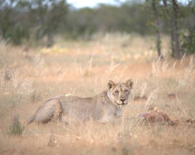 Savanadaki aslan, Kenya