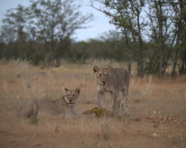 Kenya savanındaki aslan