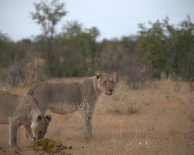 Güney Afrika 'daki Kruger Ulusal Parkı' nda aslan var..