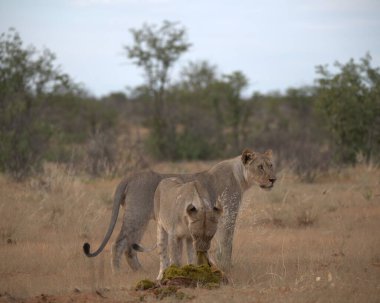 lion cub and mother walking in kruger national park, south africa