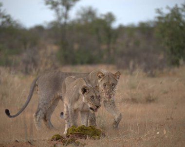 a pair of cheetah walking in the grass