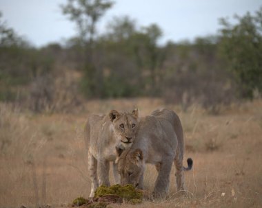 lioness family of lions walking in the grass