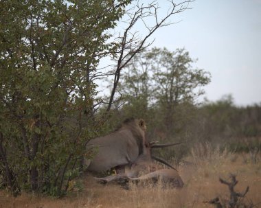 Büyük boynuzları olan büyük bir boğa