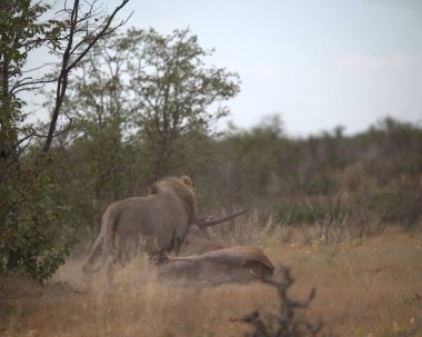 Kenya savanındaki aslan