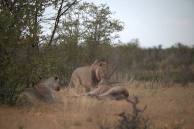 Kenya savanındaki aslan