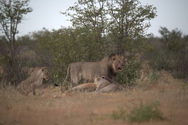 Dişi aslan çimenlerde yürüyor.