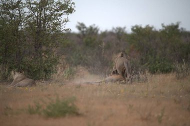 Afrika bozkırında bir grup vahşi aslan.