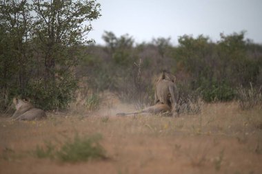 Savanadaki vahşi aslanlar