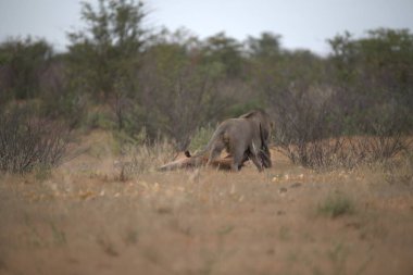 Erkek vahşi boğa Kenya bozkırında