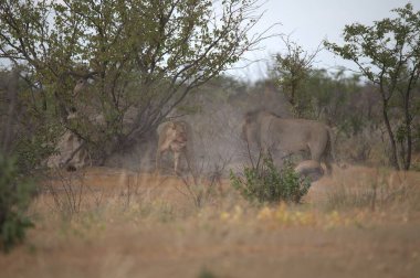 Savanadaki bir grup vahşi fil.
