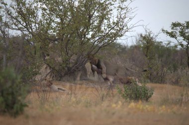 Aslan ın kruger national park, Güney Afrika