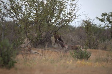 Afrika 'daki vahşi aslanlar