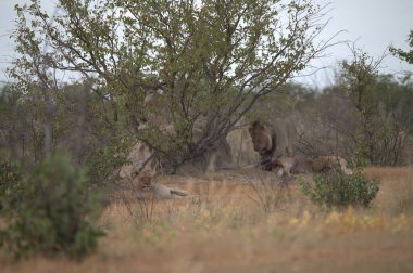 Kenya bozkırında bir aslan sürüsü.