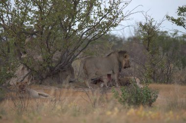 Kenya savanındaki aslan