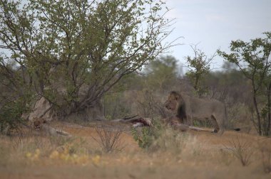 Kenya savanındaki aslan