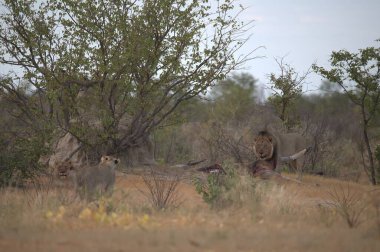 Kenya savanasındaki aslanı..