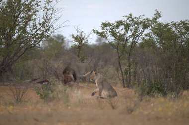 Afrika aslanları vahşi doğada, Güney Afrika