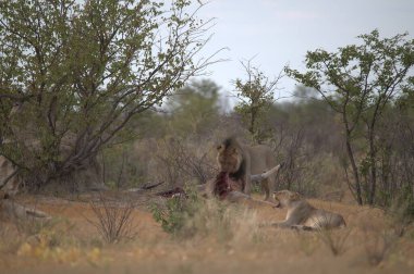 Afrika 'da vahşi aslanlar