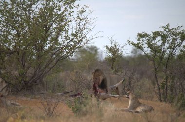 Namibya çölünde vahşi aslanların güzel bir görüntüsü.